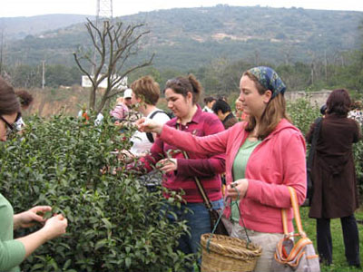 ��ɽ���ݴ���ժ